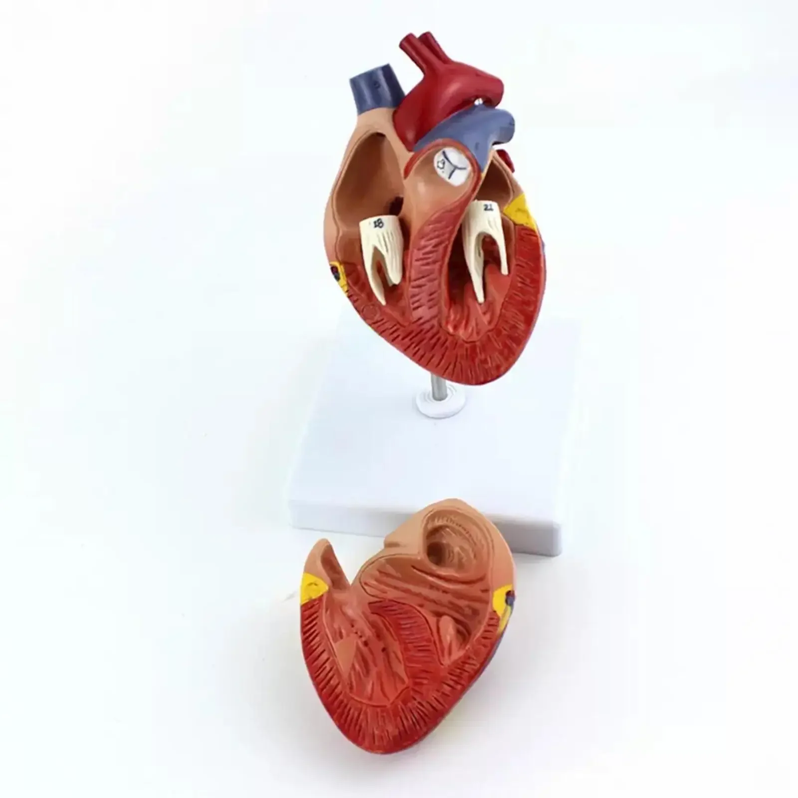 Dog\'s Heart Anatomical Animal Model Medical School