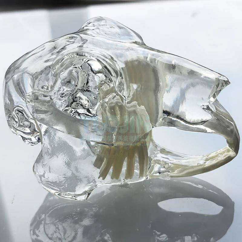 Transparent Rabbit Skull Teeth Anatomical Model Dental Animals Oral Tooth Jaw for Veterinary Educational Anatomy Decoration Demo