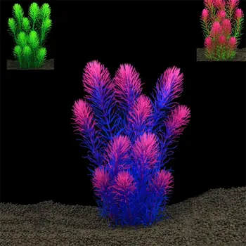 12 最佳銷售 水族箱種子 - №12