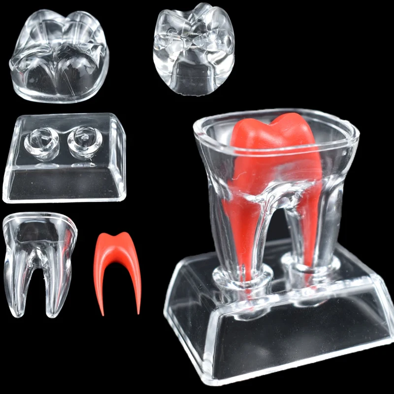 

1pcs Dental Anatomical Model Transparent Single Tooth Decomposition Models Dental Technician Teaching Practice Studying Tool