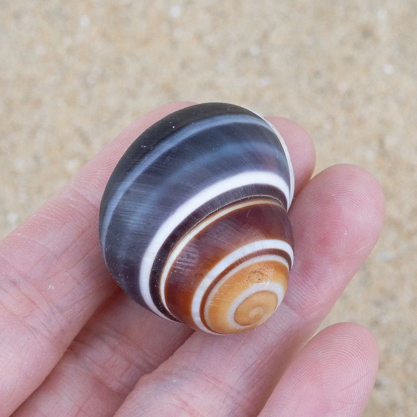 Natural Conch Shell Conch Hermit Crab Replacement Shell Snail Shell Snail Fish Tank Aquarium Ornament Home Decoration