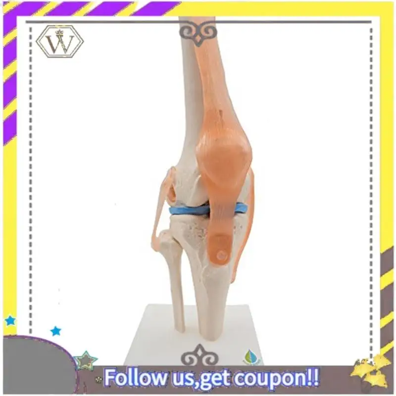 New Anatomical Knee Joint Skeleton Model Human Knee Joint Teaching Model With Ligaments Model, Life Size