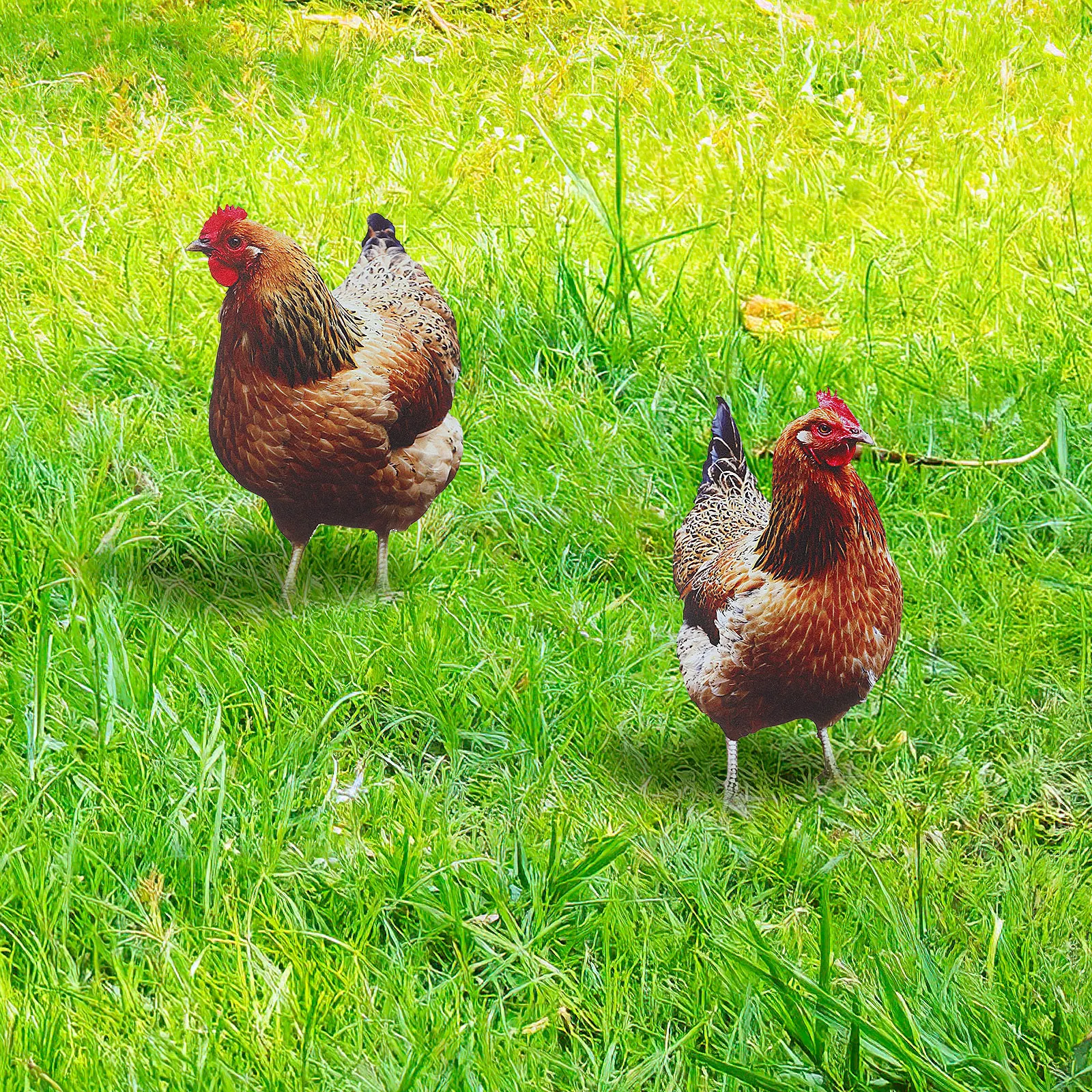 

Garden Stakes Art Chicken Yard Sign 2Pcs Black Lawn Ornament Outdoor Garden Decoration Yard Stake Insert