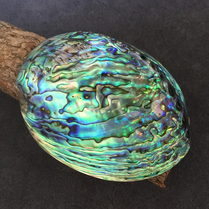 11-16CM Polished Abalone Shell Roasted Sage Utensils Large Conch Accessories Creative home accessories for Aquarium Nautical