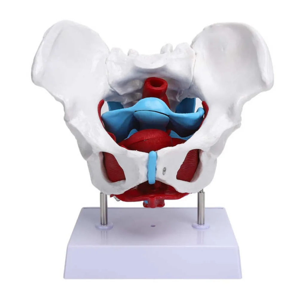 

Detachable Human Skeleton Anatomy Model Pelvis Model Sacrum Hip Bone Female Pelvis Muscle Female Reproductive System Pelvic Bone