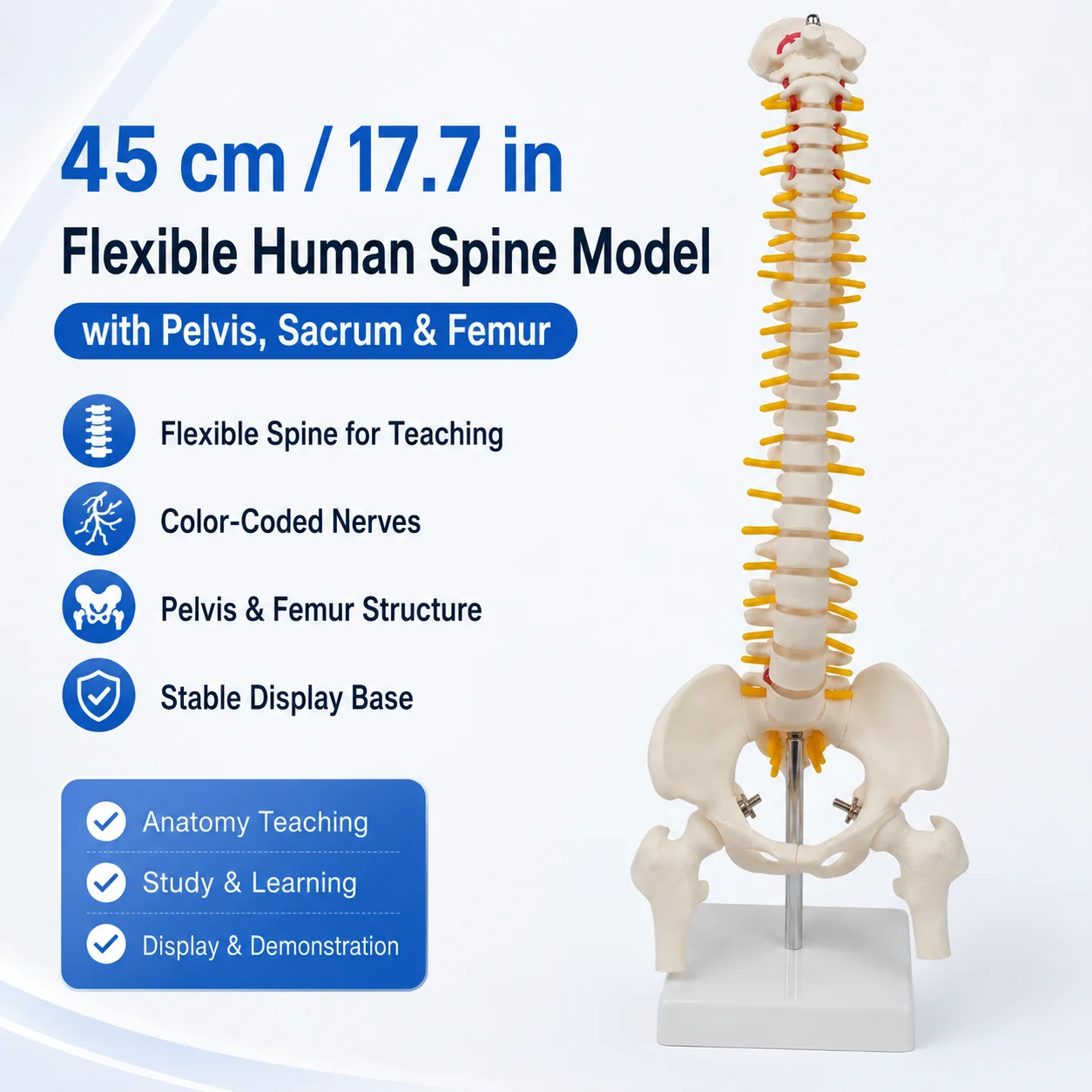 45cm-177in-flexible-human-spine-model-with-pelvis-sacrum-femur-spinal-nerves-pvc-anatomy-teaching-model