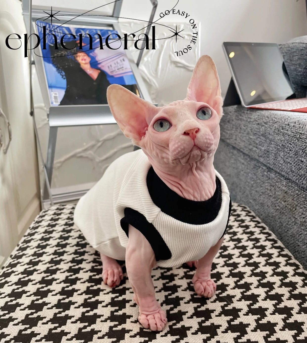 Cats Clothing Short Sleeves Cotton Shirt for Sphynx Cat Summer Spring  Cartoon Coat for Kittens Sweatshirt for Devon Rex