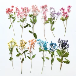 5-15cm/12pcs,Nature Drifting snow pressed flower branches,real leaf plant DIY bookmark petal makeup embossed tablelamp candles