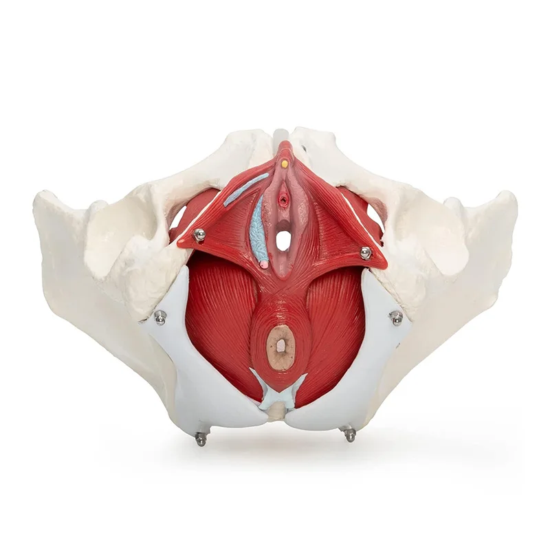 Female Pelvis Anatomy Model 5