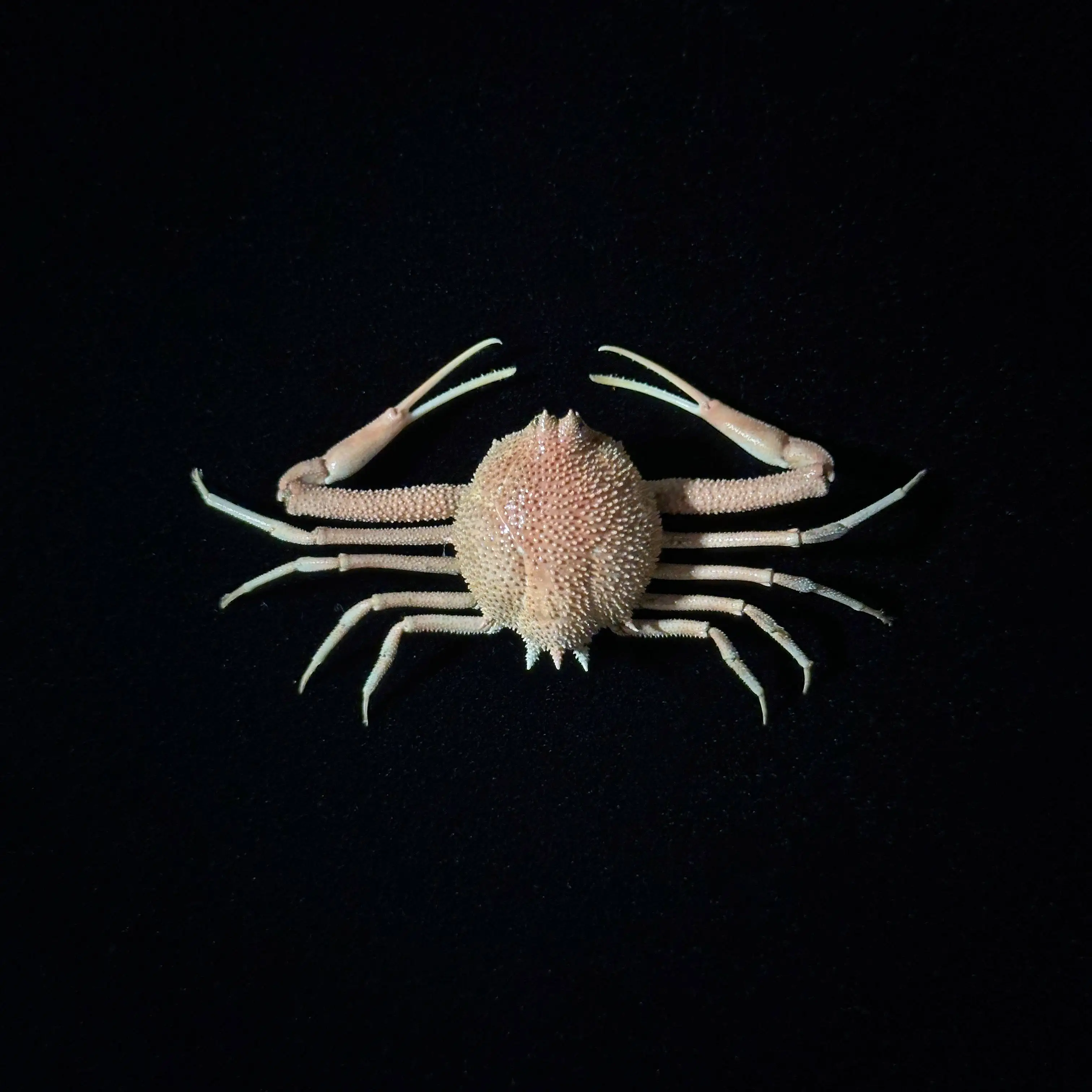 Round eleven thorny chestnut crab pink real crab specimen handmade hit style sea crab birthday gift niche style