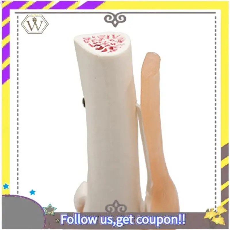 New Anatomical Knee Joint Skeleton Model Human Knee Joint Teaching Model With Ligaments Model, Life Size