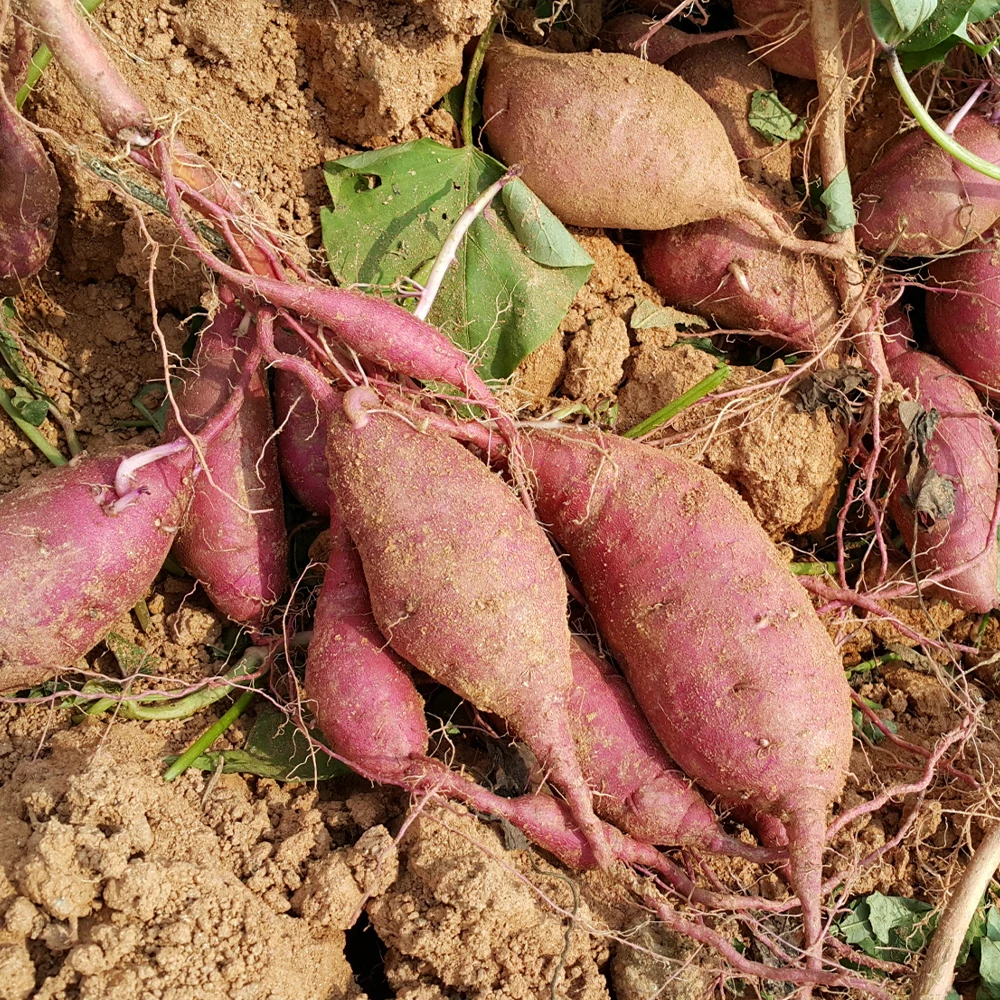 달콤함이 입안 가득, 꿀고구마의 유혹!