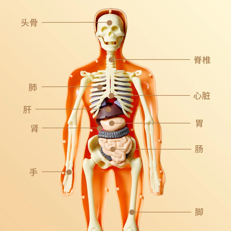 

Human body model, children's toys, cognitive science and education, intelligence organ assembly, skeleton structure