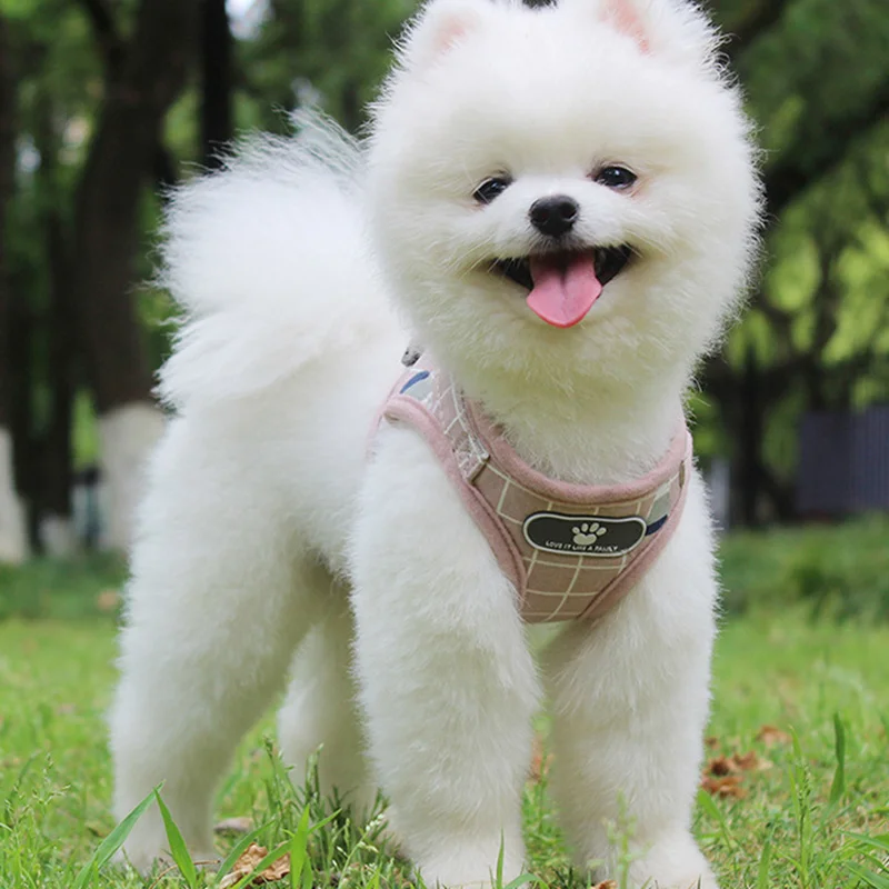 Sommer-Hundegeschirr- und Leinen-Sets: Reflektierende Mesh-Geschirre für kleine Hunde wie Pomeranian, Corgi, Yorkshire Welpen – Arnes Perro – Detail 9