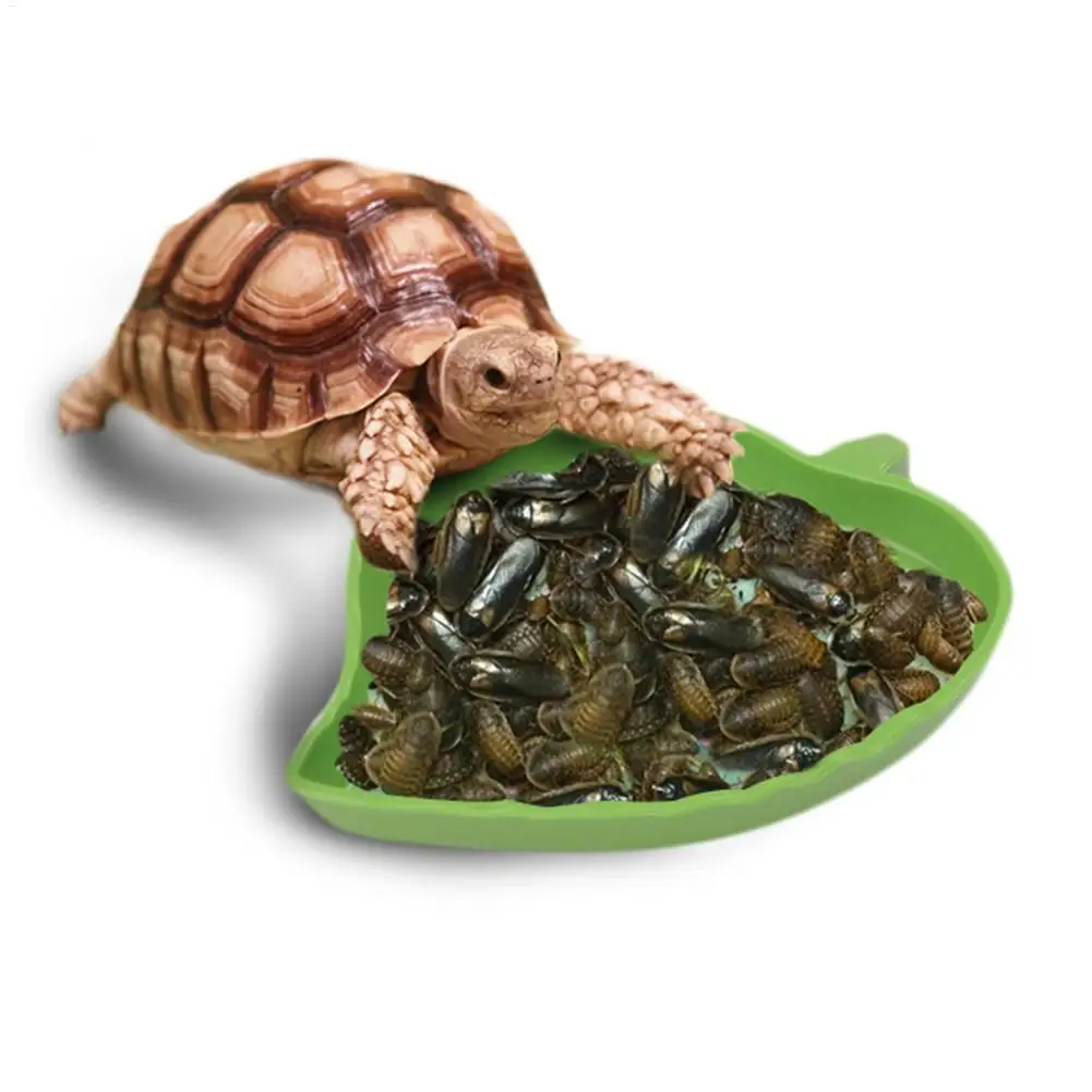 Amphibians Reptiles Feeder Plastic Reptile Terrarium Feeding Basin Tortoise Lizard Crawler Bowl Basin Water Fountain for Turtles