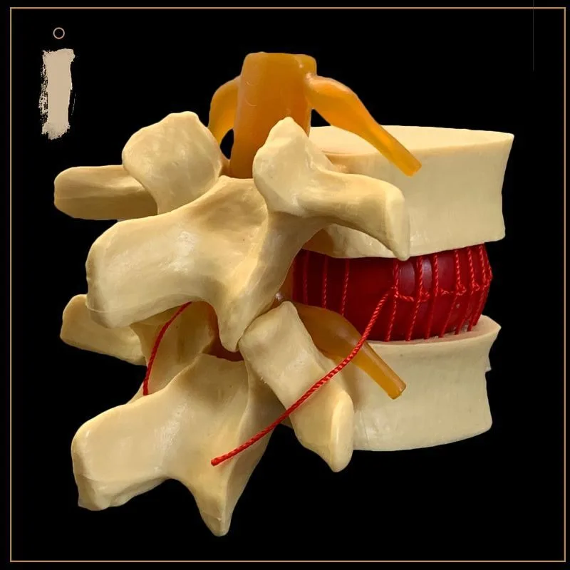 الطب المهني الإنسان قطني Model1:1.5 نموذج مظاهرة القرص قطني العمود الفقري المشترك التدريس الطبي الإيدز نموذج العظام البشرية