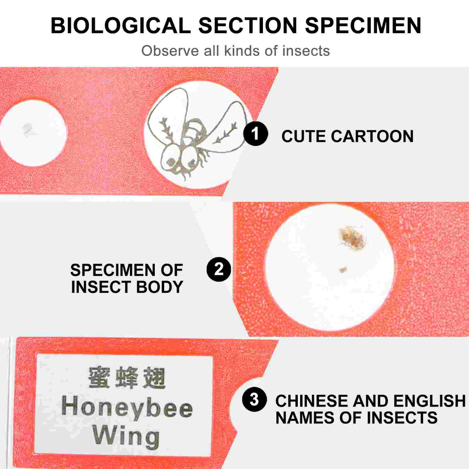 Microscope Slide Preparation Kit Insect Specimen Specimens Slides Safe Teaching Supplies Child for Kids