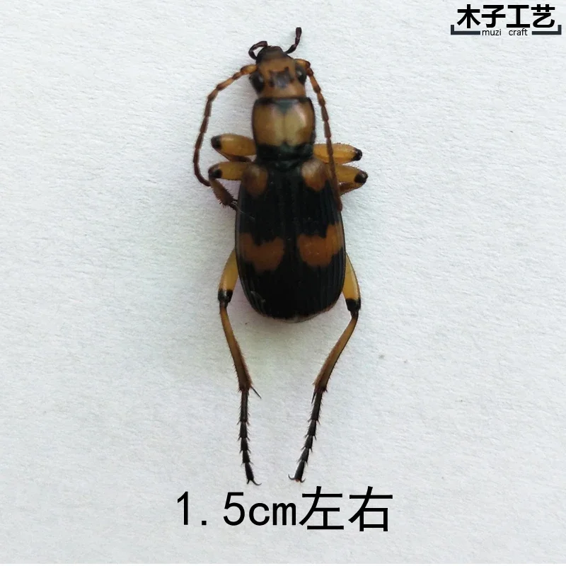 29pcs Real Beetles Specimens Longhorn Beetles Cicadas Stag Beetles Insect Collection Students Observe Teaching Specimens Hobby