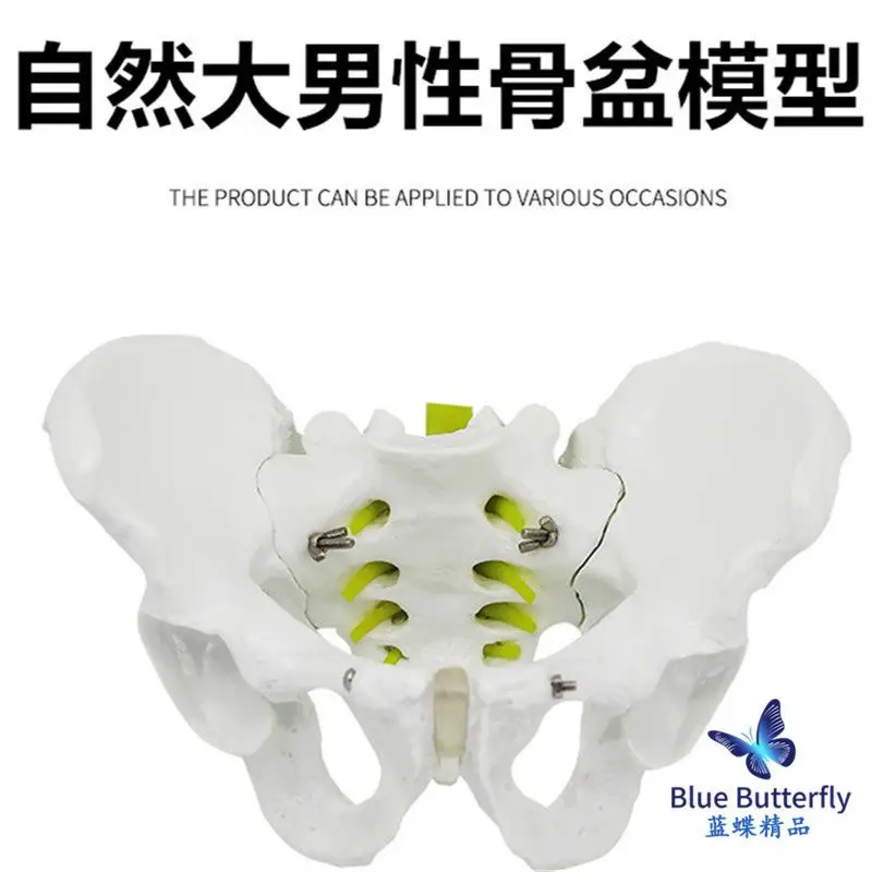 Natural Large Human Pelvic Anatomy Model 1:1 Natural Large Pelvic Model Pelvic Male Pelvic Model