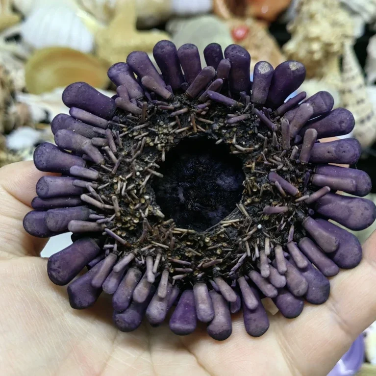 Urchin Small Ornaments Beach Large Small Faux Cactus Plants Home Decor Shell Conch Bonsai Mini Decor Urchin Shells Craft