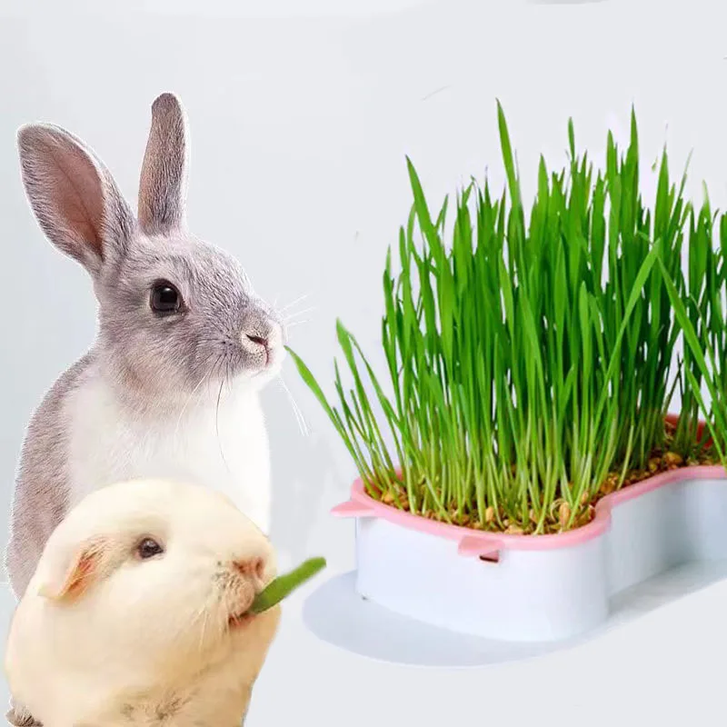 

New Pet Cat Sprout Dish Growing Nursery Pot Hydroponic Plant Rabbit Grass Germination Digestion Starter Dish Greenhouse Grow Box