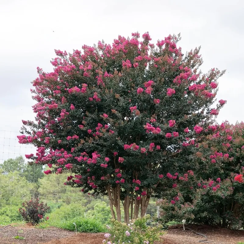 Plum Magic Crape Myrtle, 7 galon, Fuchsia mekar