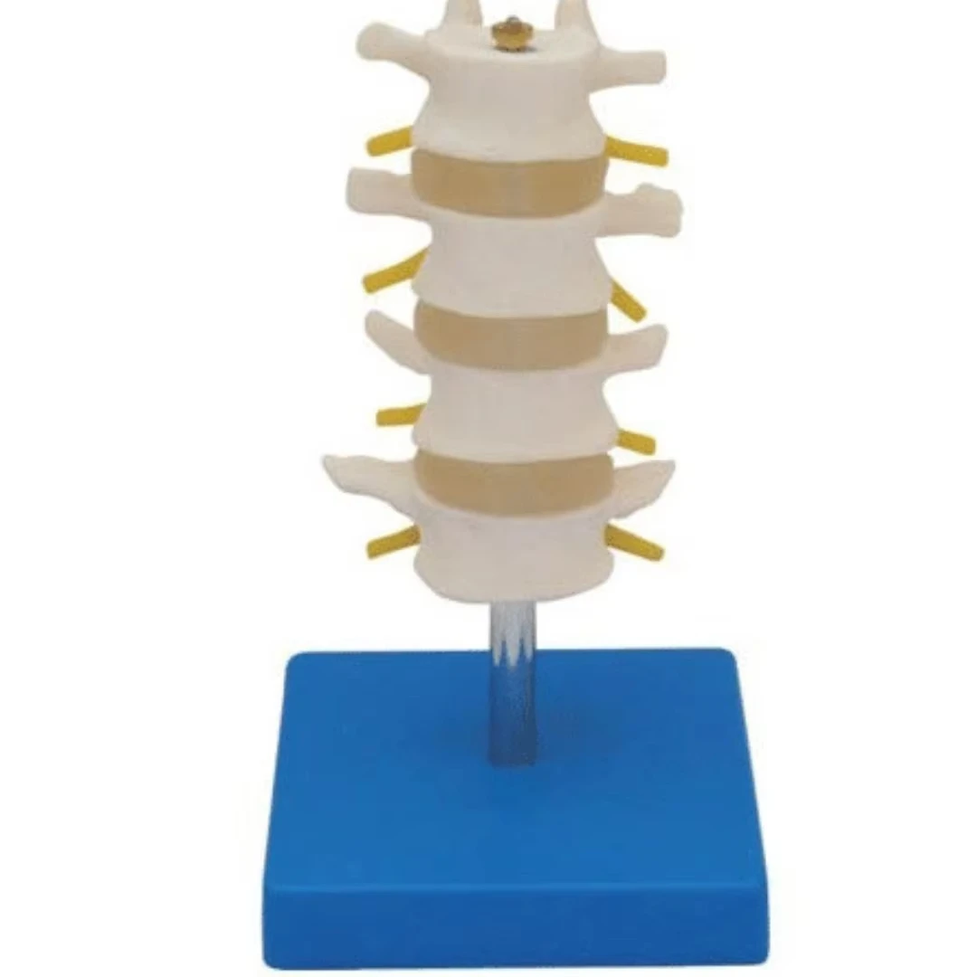 Normal 3-Segment Lumbar Vertebrae Anatomy Model Medical Science NLVM-2/3 Lumbar Spine Anatomical Simulator for Teaching Use