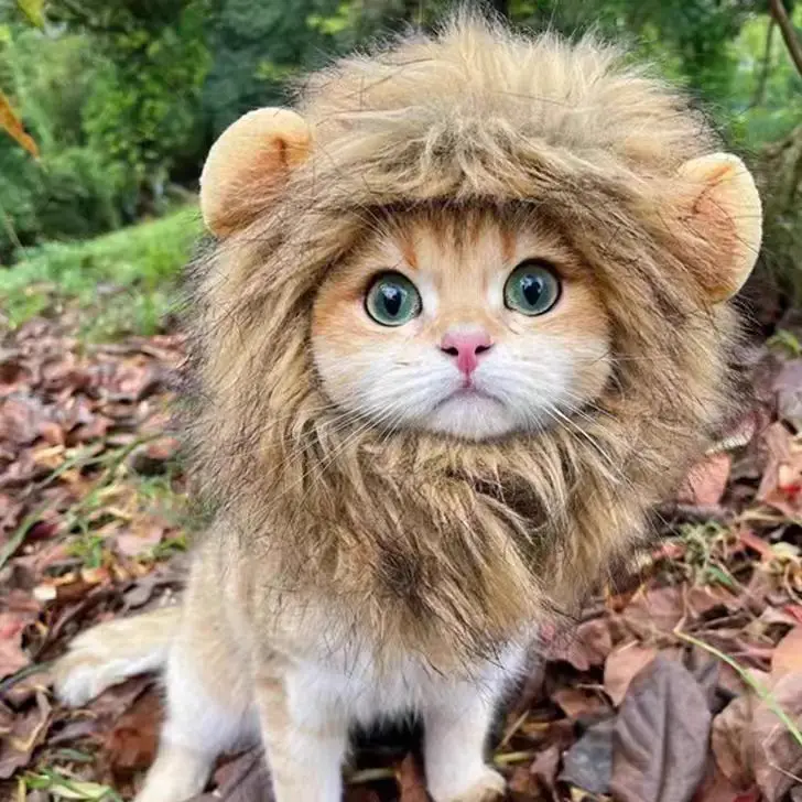 

Cute Cat Hat Lion Headgear Elastic Autumn Winter Pet Hat Puppy Kittens Hat Party Photo Shoot Props Decoration Cat Accessories