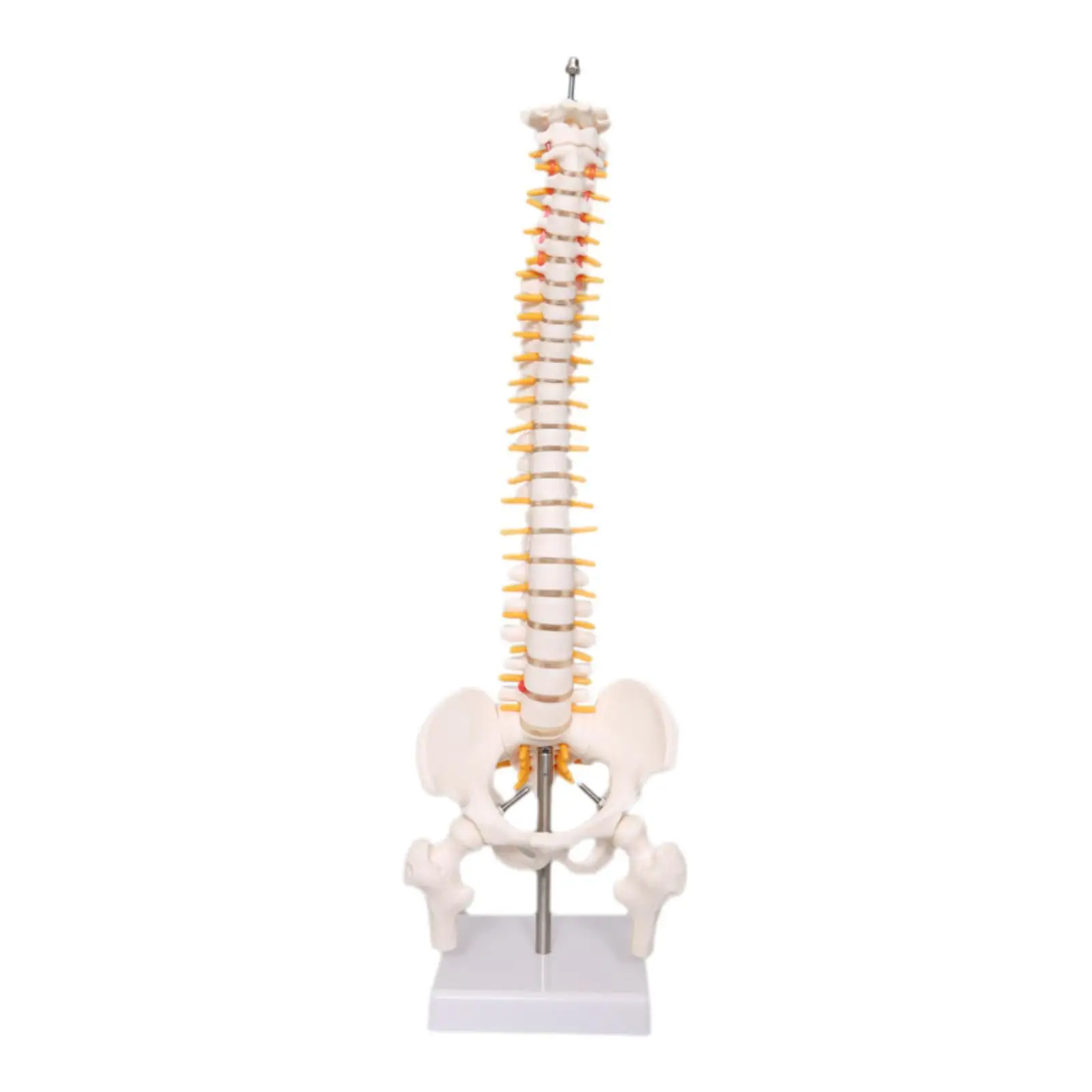 

Spine Model 17.7inch Scientific Education Tool Medical Vertebral Column Model Skeleton for Science Study School