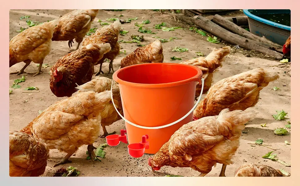 10/20/30pcs Chicken Waterer Tassen Chicken Feeder Cup für Chicken Duck Truthahn Kaninchen, 3/8 Zoll Faden Geflügel Bewässerungs futter – Detail 5