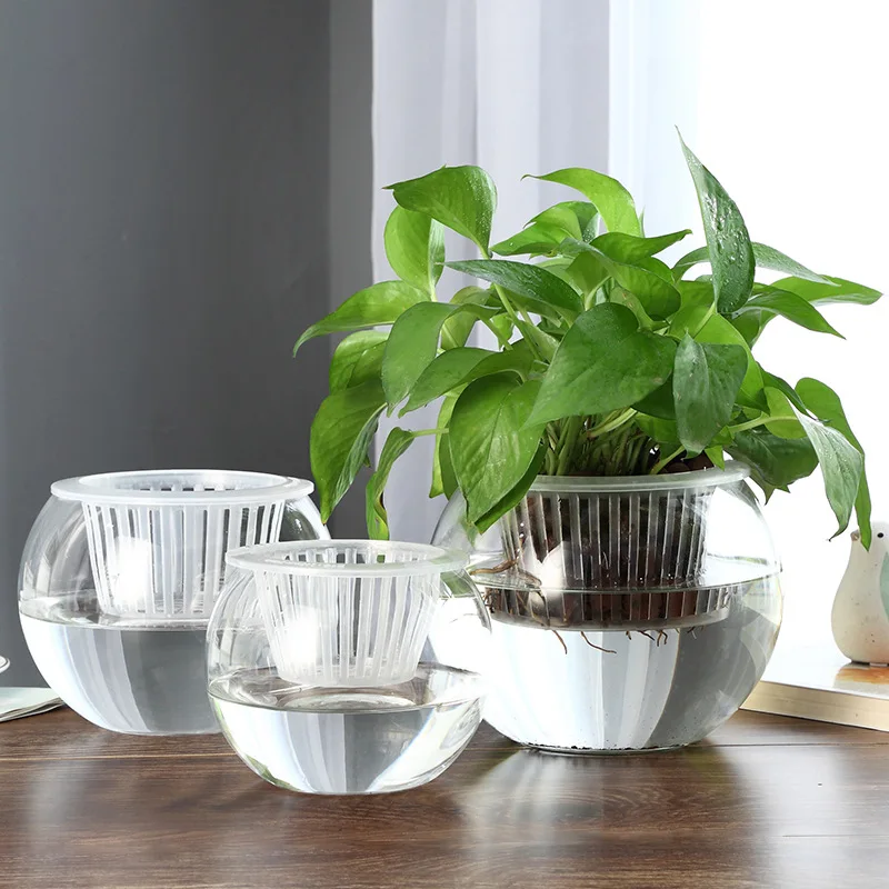 

Large Thick Glass Hydroponic Plant Vase Round Ball Fish Tank Container for Pothos