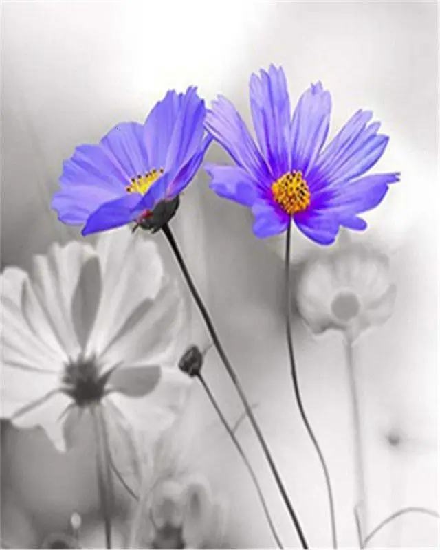 CHENISTORY Flowers 01 CHENISTORY Flowers 01