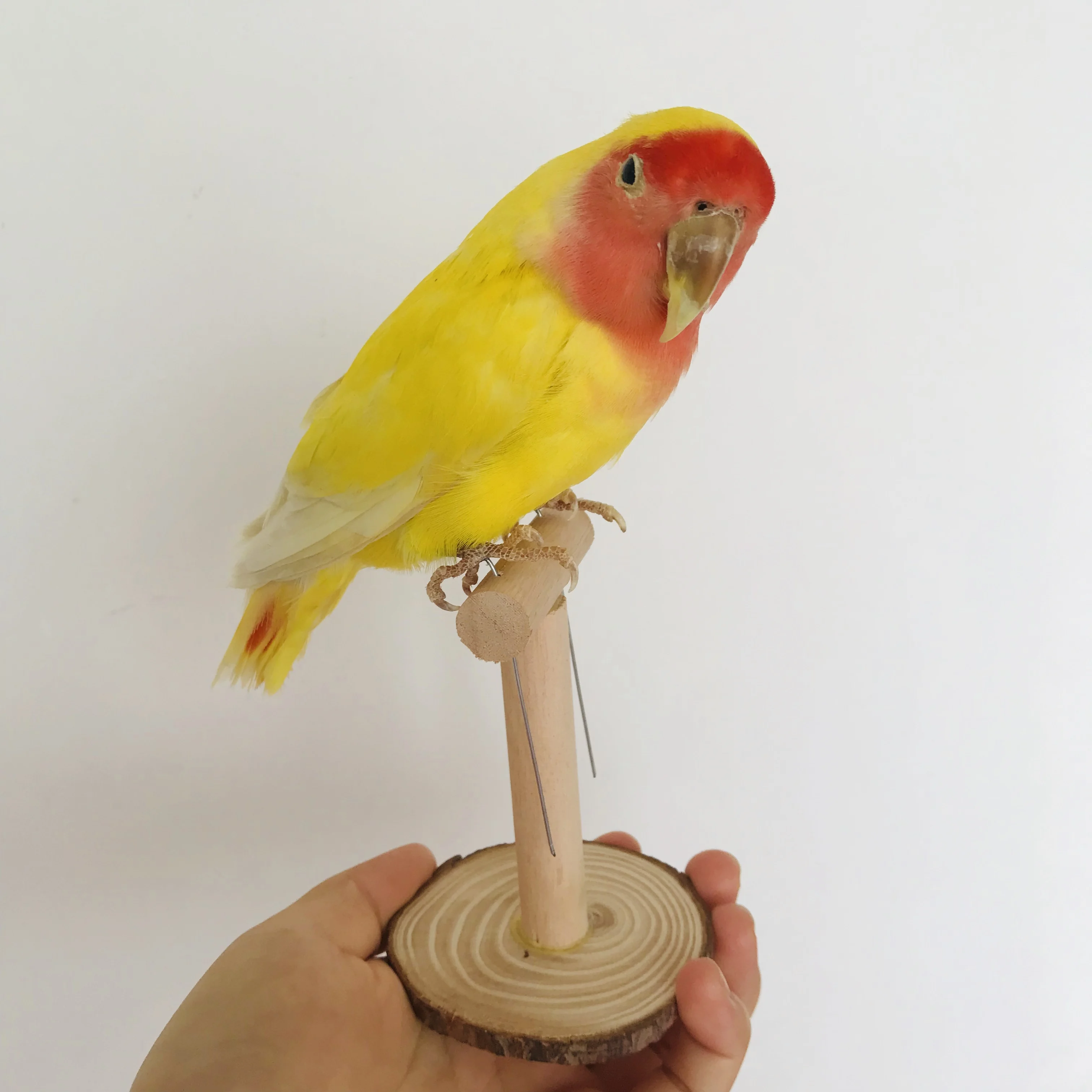 Real Taxidermy stuffing Eurasian yellow Melopsittacus Budgerigar Budgie Parrot specimen Sketch drawing Teaching/Decoration