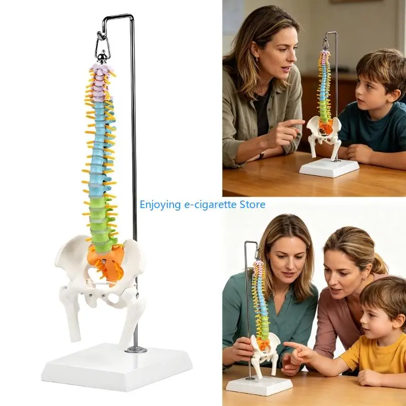 Detailed 50Cm Vertebra Anatomy Model Flexible Design For Education And Training Y4QF