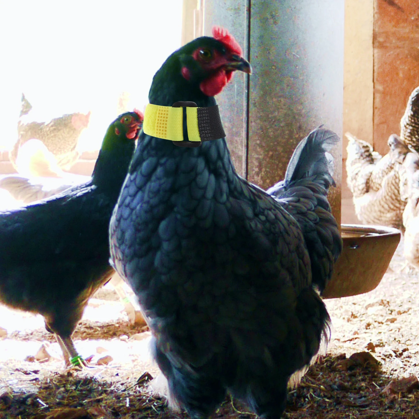

Poultry Collar Anti-hooked Rooster Anti-noise Chicken Collars Pet Crowing-proof Neck Bands Belt