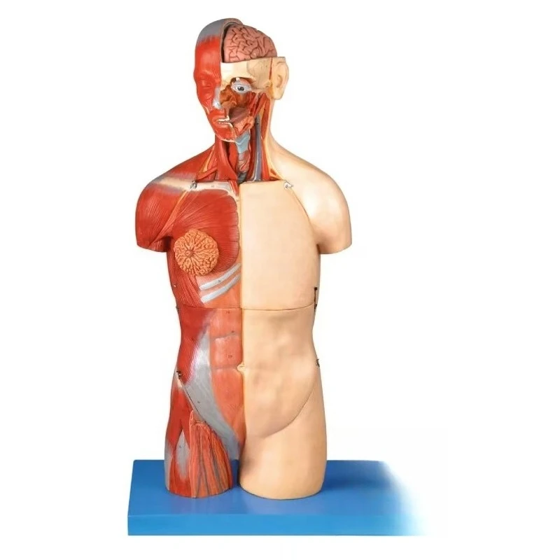 GD/A10003 Medical Science Human Body Dual Sex Torso With Open Back 20-Part Human Anatomical Model