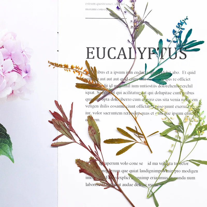 

60Pcs New Color-Absorbing Plant Specimens, Dried Flower Branches, Pressed Flowers, Phone Case Bookmarks, Real Leaves, Real Flower Leaf Stickers