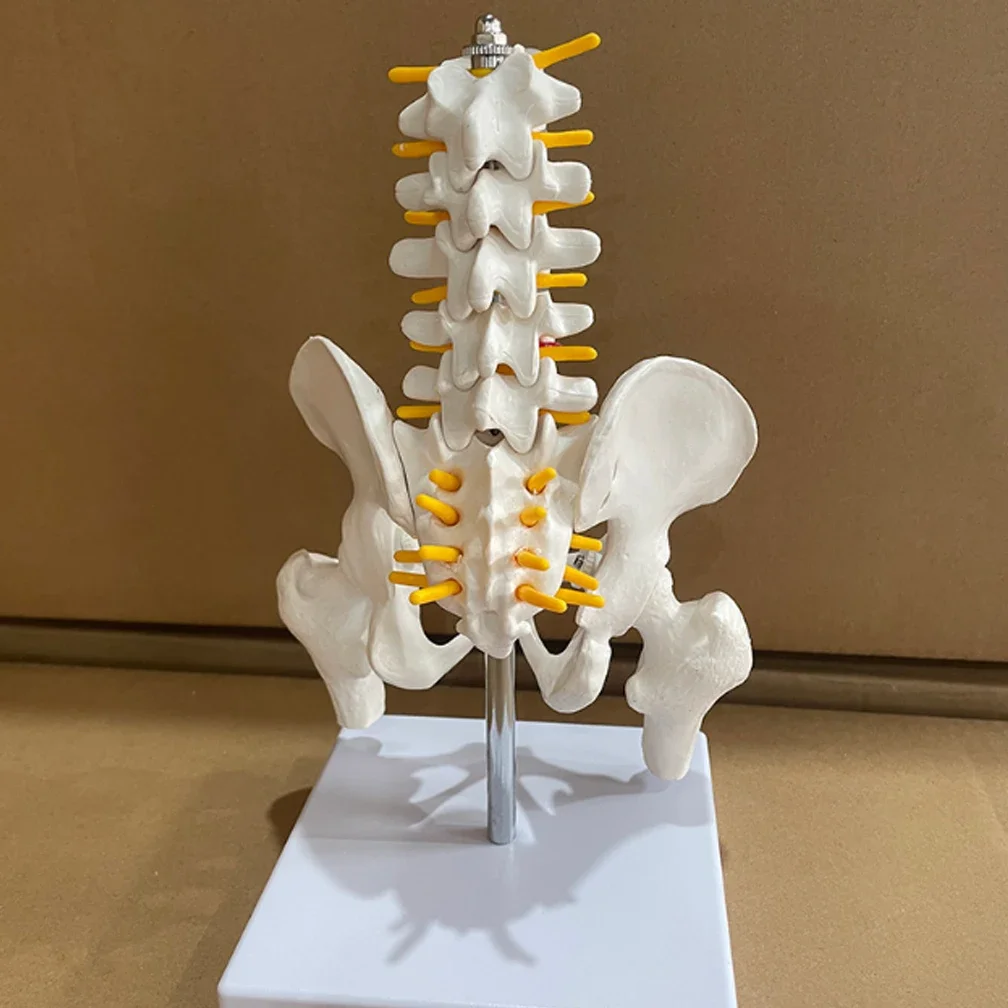 

1/2 Life Size Human Pelvic With Five Lumbar Vertebrae and Femur Model Spinal Column Spine Model Skeleton Anatomy DIY