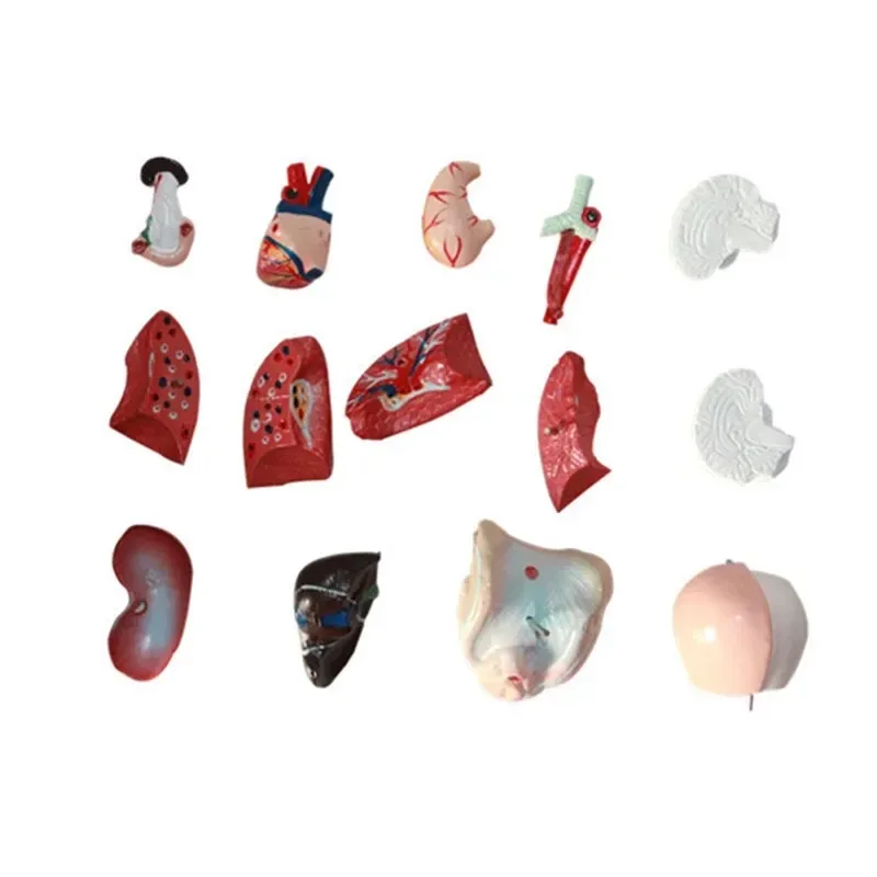 26CM New Human Torso Body Model Anatomy Anatomical Medical Internal Organs For Teaching Biological Educational Toys