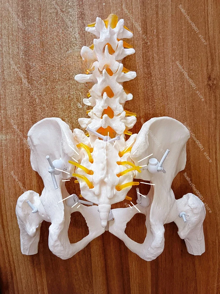 Dynamic Mini Female Pelvic Model for Lumbar Spine Movable Joint Small Professional Postpartum Rehabilitation