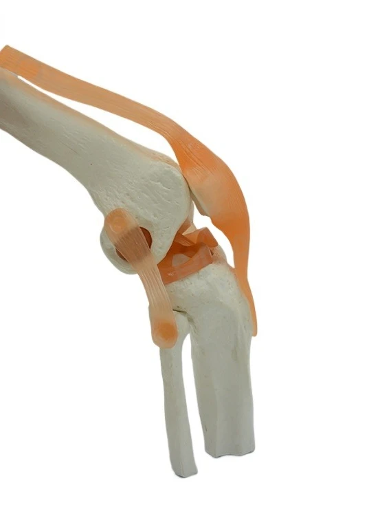 

Модель коленного сустава, функциональный коленный сустав, модель с имитацией костных заболеваний