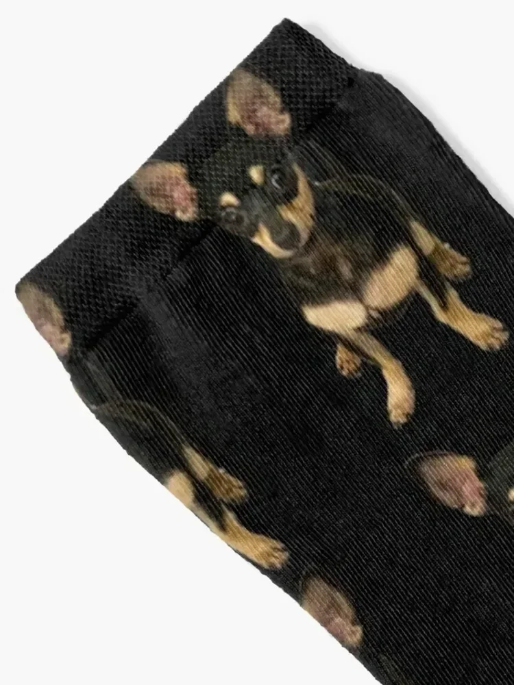 Piper the Chihuahua (full body) Socks luxe compression tennis soccer anti-slip Boy Child Socks Women's