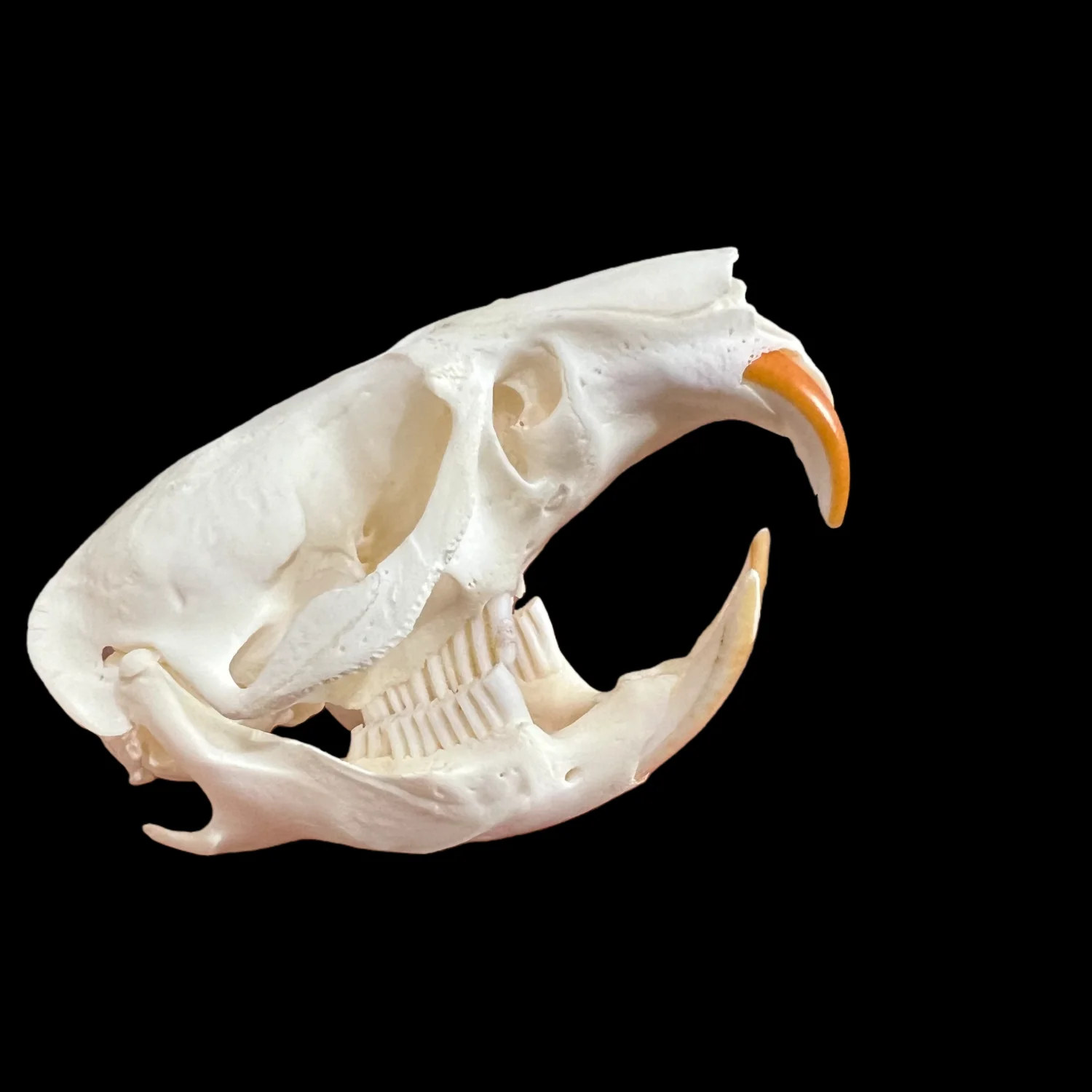 1-10PCS Real Muskrat Skulls Animal Bones Specimens Animal Taxidermy DIY Special Gift