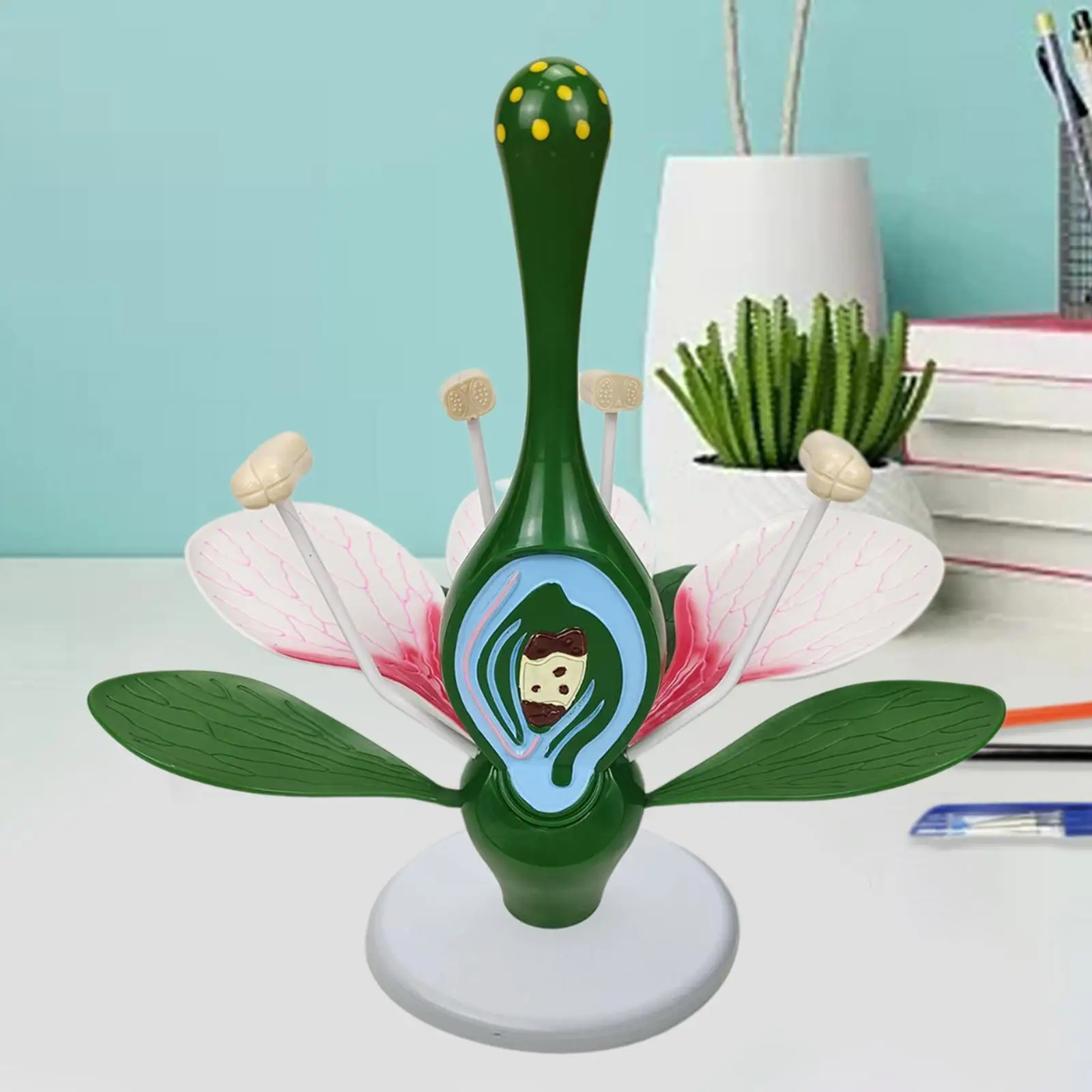 Dicot Flower Model Sturdy Classroom Supplies Practical Teaching Instrument