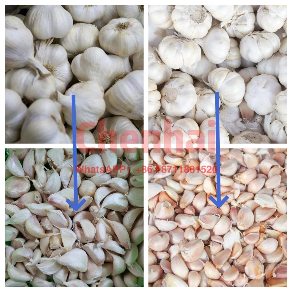 Electric Automatic Buld Garlic Clove Separation Machine For Garlic