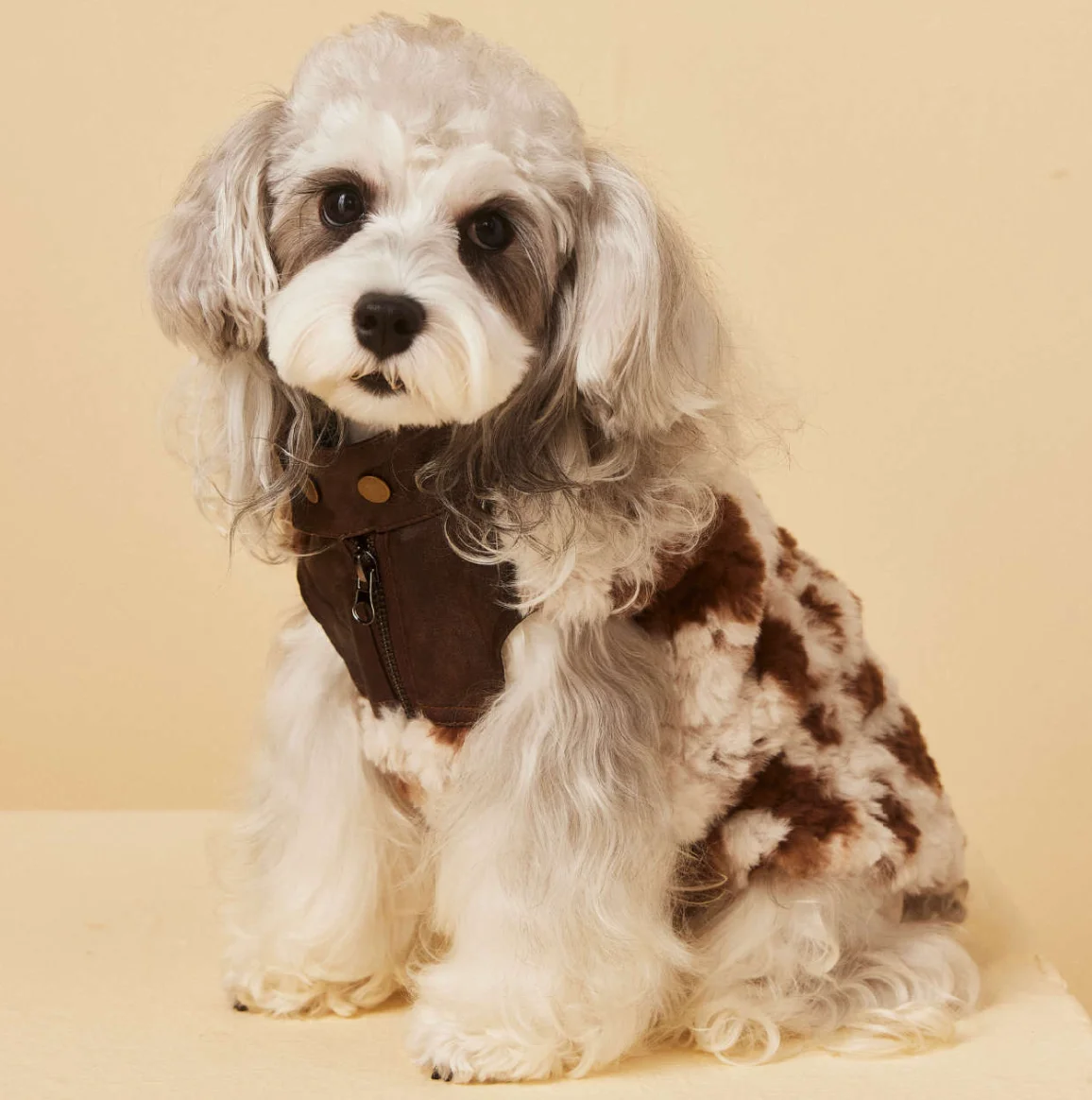 Warm Windproof Monochromatic Dog Coat, Cotton Designer Clothes for Large Dogs, Puppy Accessories, Winter