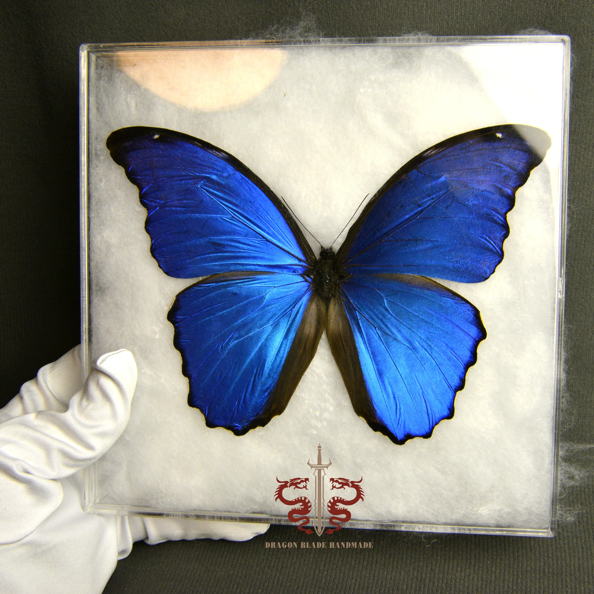 Butterfly specimen Morpho menelaus, 1pc wings spread A1 high quality, Decorative Display Collection Gifts
