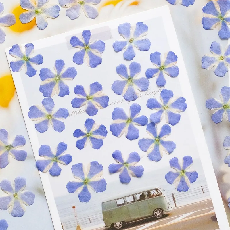 Thumbnail 4 - #9 Top Dried Flowers Picks for Every Budget