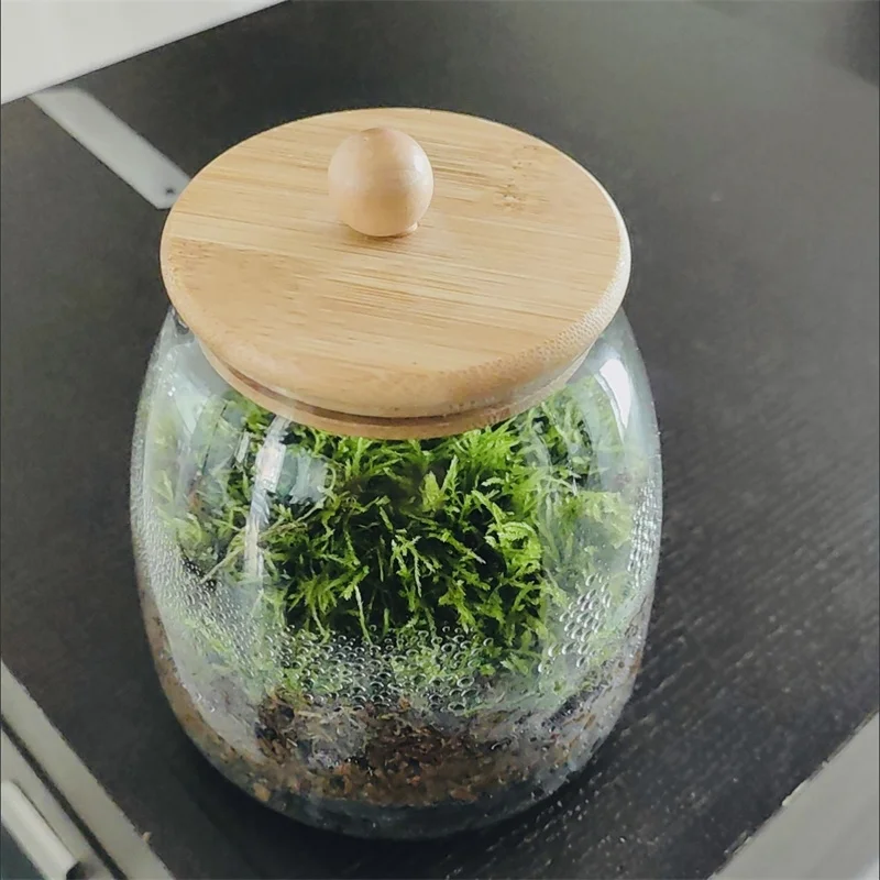 Micro Landscape Moss Glass Bottles With Bamboo Lid Glass Vase Green Plant Microecological Glass Terrarium Vegetation Container