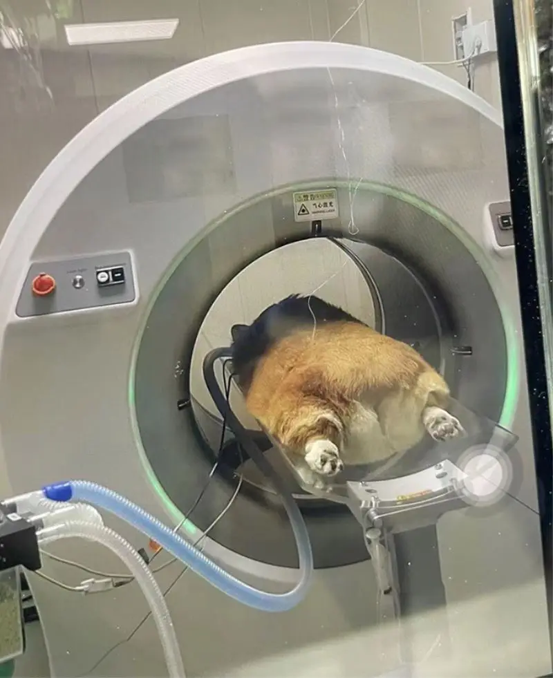 Advanced medical radiography imaging device veterinary CT scanner